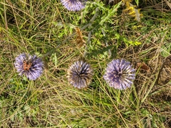 Echinops ritro