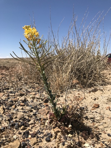 Thelypodiopsis aurea