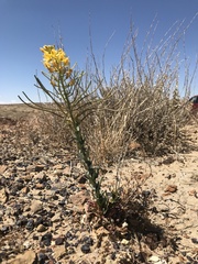 Thelypodiopsis aurea