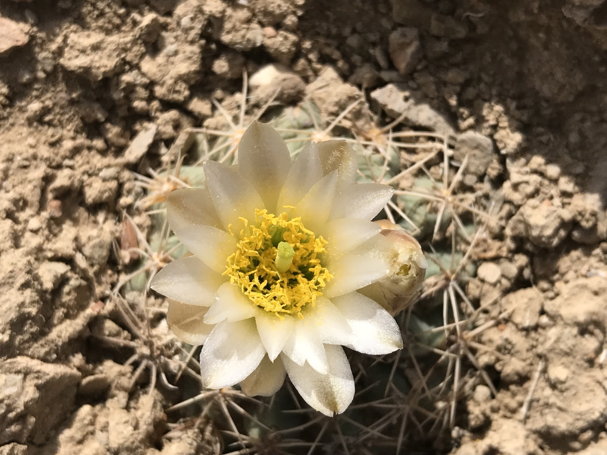 Sclerocactus mesae-verdae