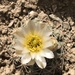 Mesa Verde Fishhook Cactus - Photo (c) Adriano Tsinigine, some rights reserved (CC BY-NC)