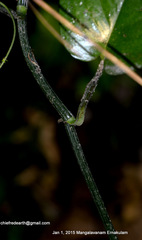 Magnoliopsida