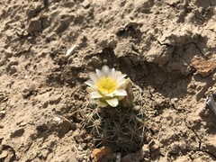 Sclerocactus mesae-verdae