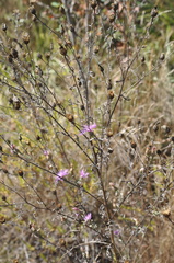 Centaurea vallesiaca