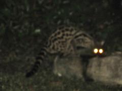Genetta tigrina tigrina