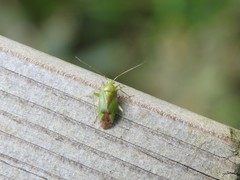 Neolygus contaminatus