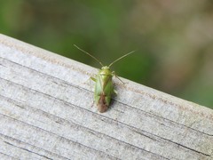 Neolygus contaminatus