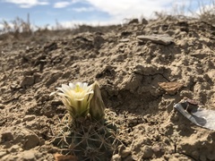 Sclerocactus mesae-verdae