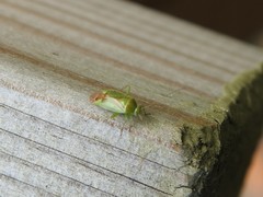 Neolygus contaminatus