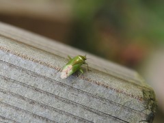 Neolygus contaminatus