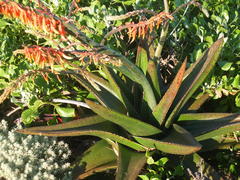Gasteria acinacifolia