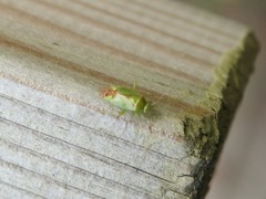 Neolygus contaminatus