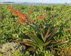 Gasteria acinacifolia