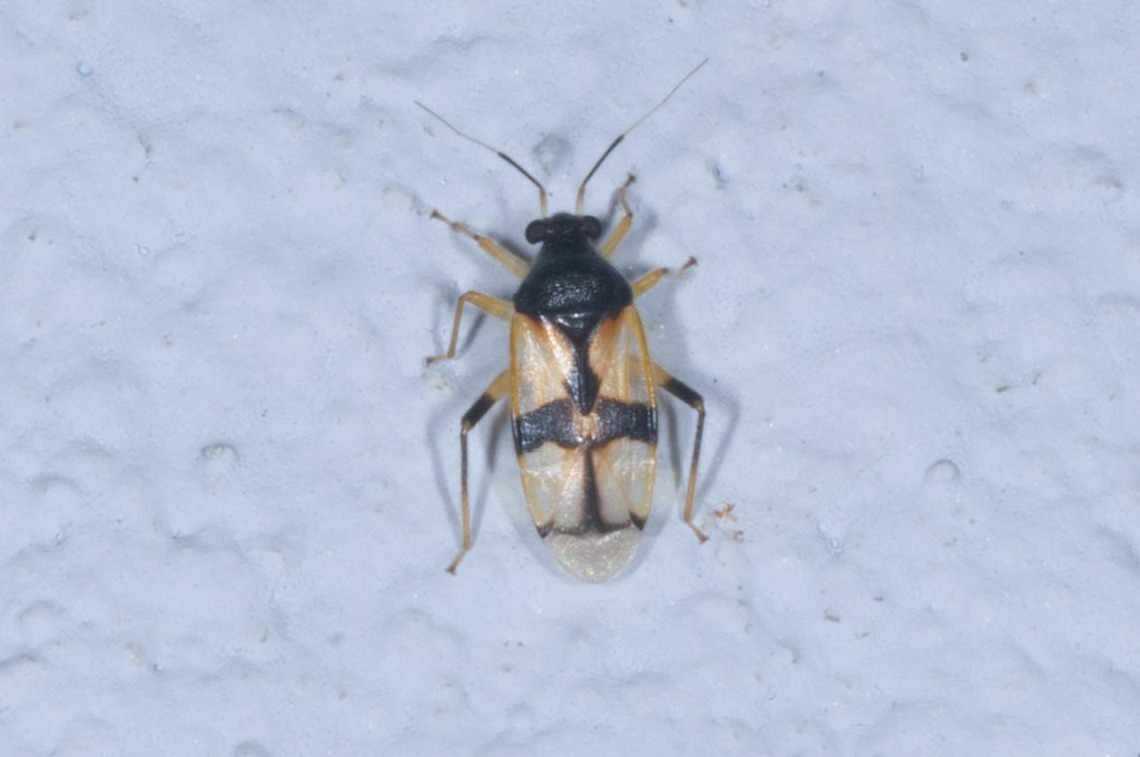 Eccritotarsus brotaensis