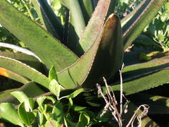 Gasteria acinacifolia