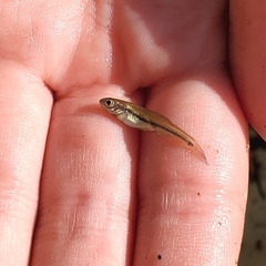 Notropis hudsonius