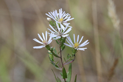 Symphyotrichum hallii