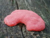 Tubifera magna - Photo (c) Summit Metro Parks, some rights reserved (CC BY), uploaded by Summit Metro Parks
