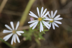 Symphyotrichum hallii