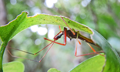 Epidaus famulus