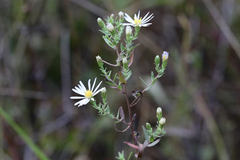Symphyotrichum hallii