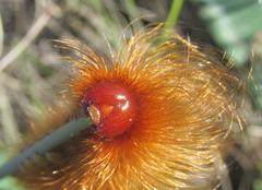 Phyllalia