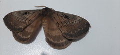 Tantaliana tantalus
