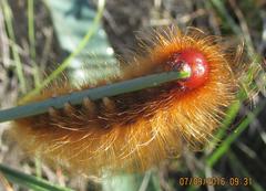 Phyllalia