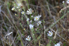 Symphyotrichum hallii