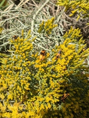 Chauliognathus basalis