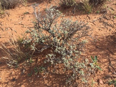 Oedera humilis