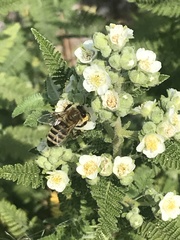 Apis mellifera