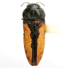Acmaeodera starrae