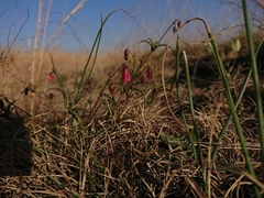 Hermannia erodioides