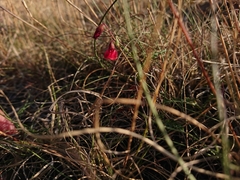 Hermannia erodioides