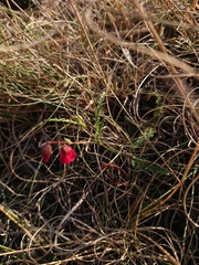 Hermannia erodioides