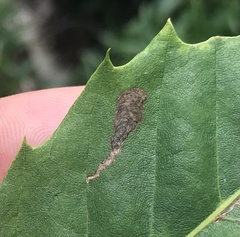 Coptotriche castaneaeella