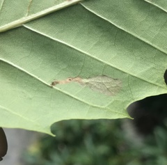 Coptotriche castaneaeella