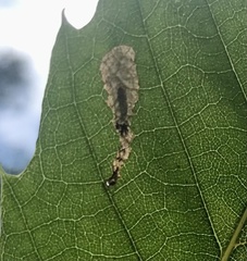 Coptotriche castaneaeella