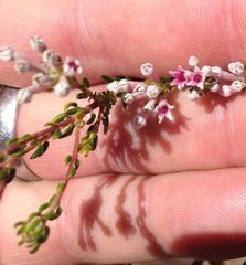 Phylica lachneaeoides