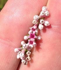 Phylica lachneaeoides