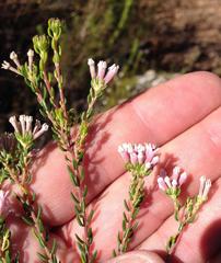 Phylica lachneaeoides