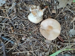 Rhodocollybia lentinoides