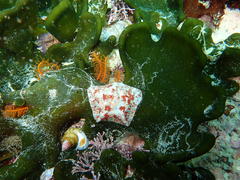 Parvulastra dyscrita