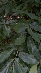 Castanea sativa