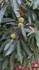 Castanea sativa