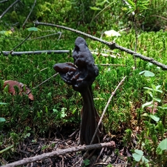 Helvella jocatoi