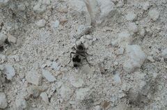 Dasymutilla arachnoides