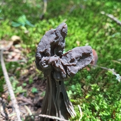 Helvella jocatoi