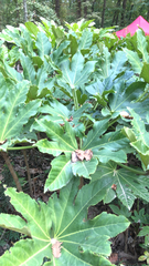 Fatsia japonica